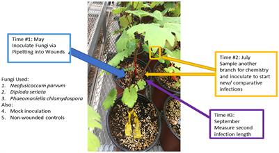 Mixed infections of fungal trunk pathogens and induced systemic phenolic compound production in grapevines